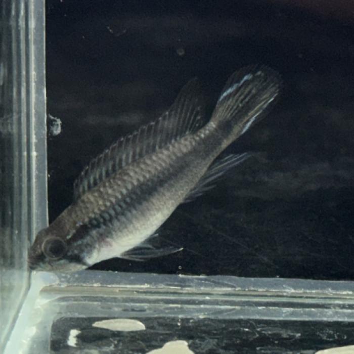 Ａｐ，アガシジ・ダブルレッド（ブリード）（ペア）