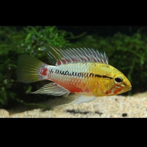 Ａｐホングスロイ・レッド（ＥＵブリード）　(ペア)