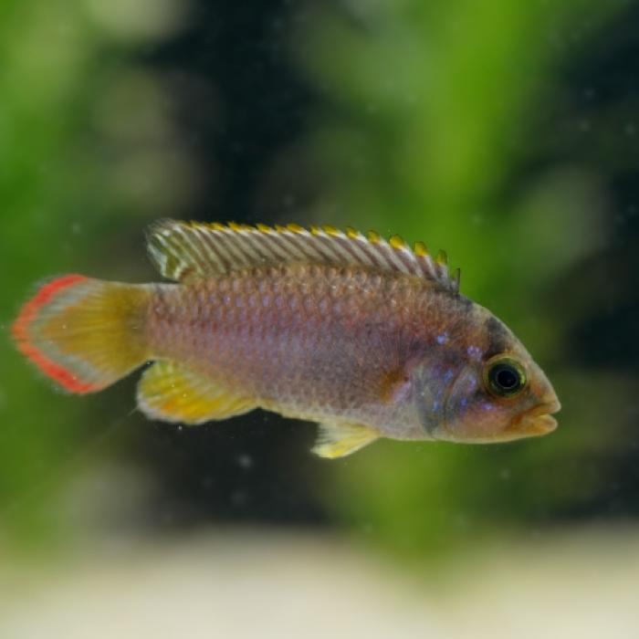 ＡＰナイスニー（Ｒｉｏ　Ｔｉｇｒｅ）（ＥＵブリード）（ペア）