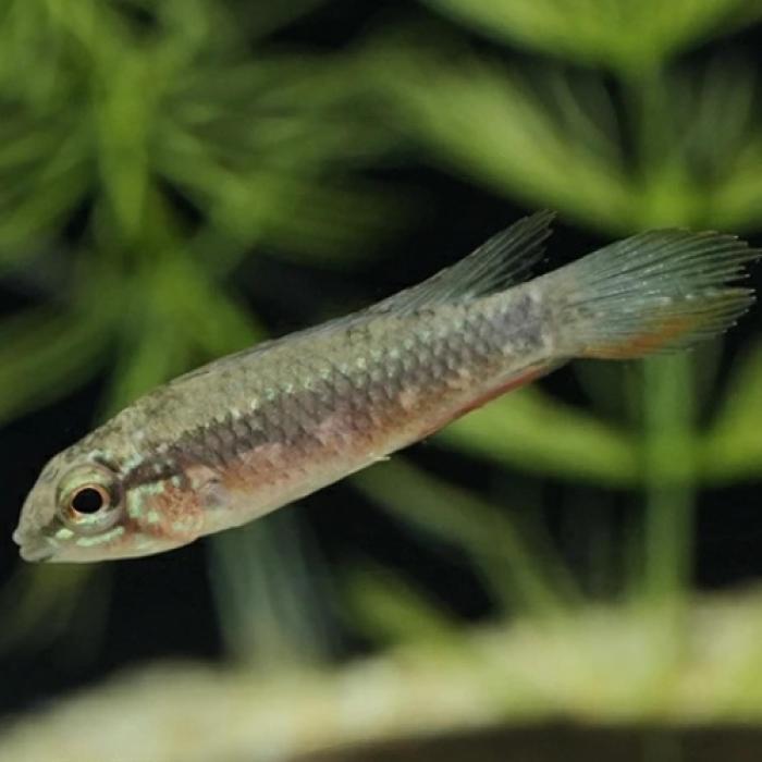 Ａｐ，エリザベサエ（リオネグロ）（ペア）