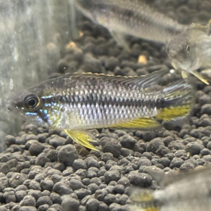 Ａｐ，アガシジ（クイペウア）（ペア）