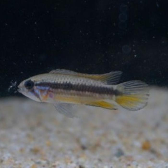 Ａｐ，メンデジィ（リオネグロ）（ペア）