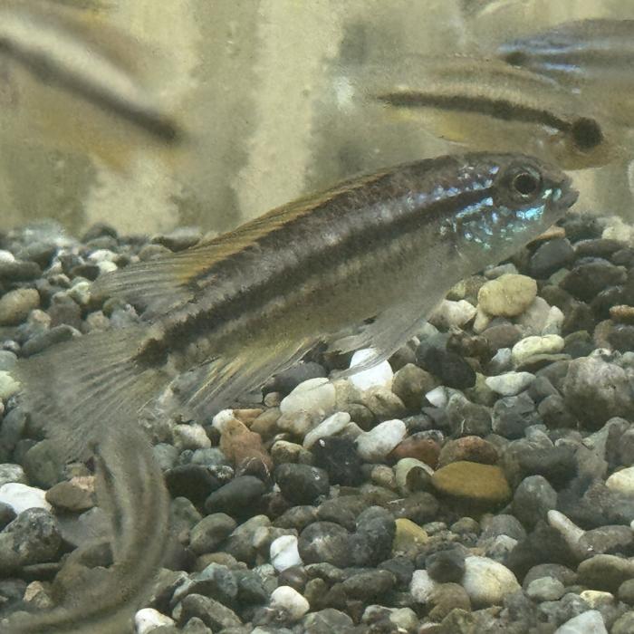 Ａｐ，ビタエニアータ・ブルー（ペルー）