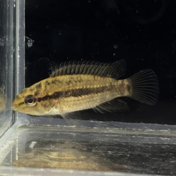 Ａｐ，クランデリ　ギガス（ＥＵブリード）（ペア）