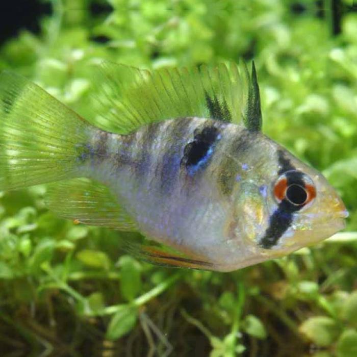 バルーンラミレジ（ブリード）