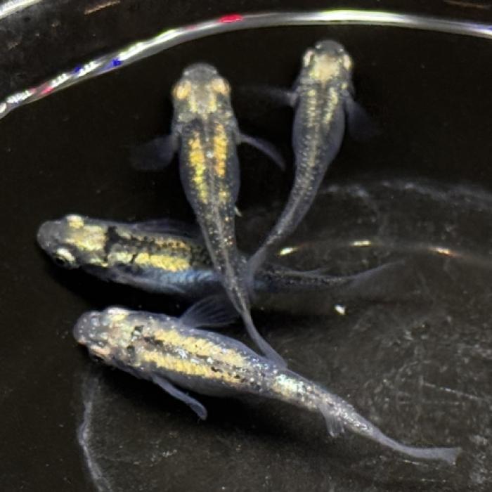 体内光・マーブル