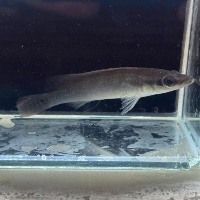 クレニキクラ・レガニ(トカンチンス)(L)※雌雄指定なし