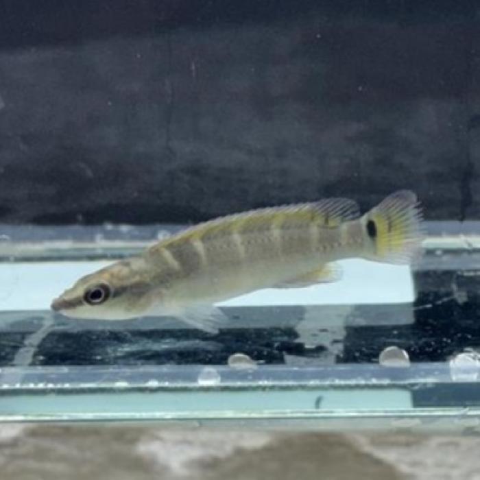 クレニキクラ・コンプレシケプス（トカンチンス）雌雄指定なし