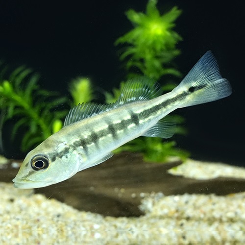 キクラ・インターメディア（ブリード）