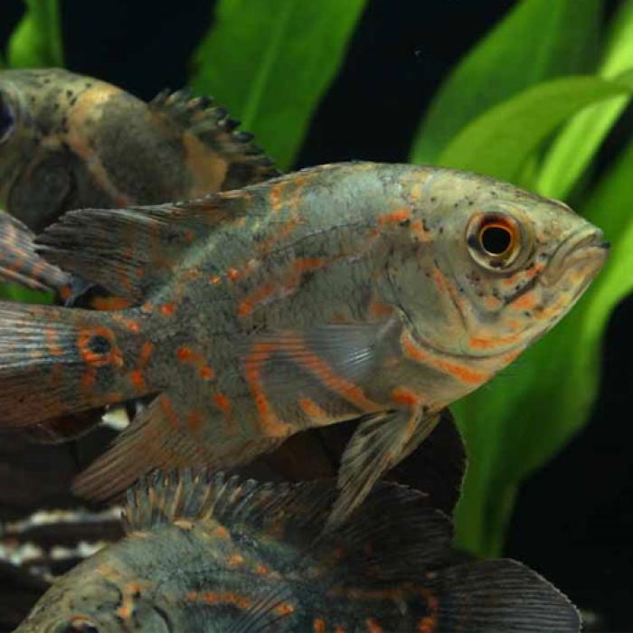 ワイルドオスカー（コロンビア）（ＭＬ）