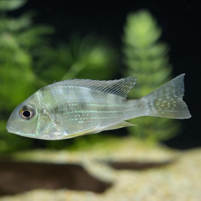 ゲオファーガス・アルティフロンス（プルス）