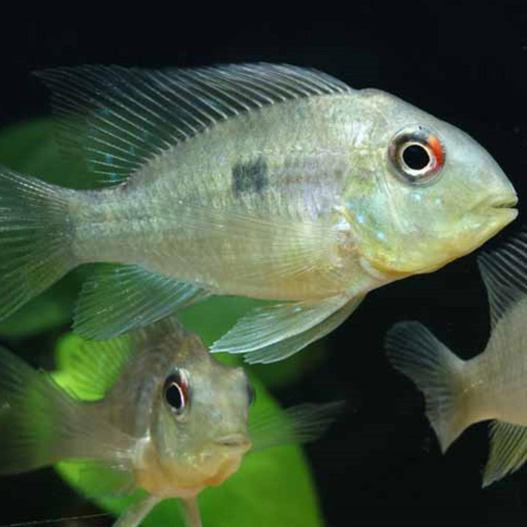 バルザニーシクリッド（ブリード）