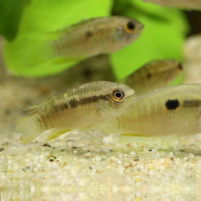 レタカラ・クルビケプス（ＥＵブリード）