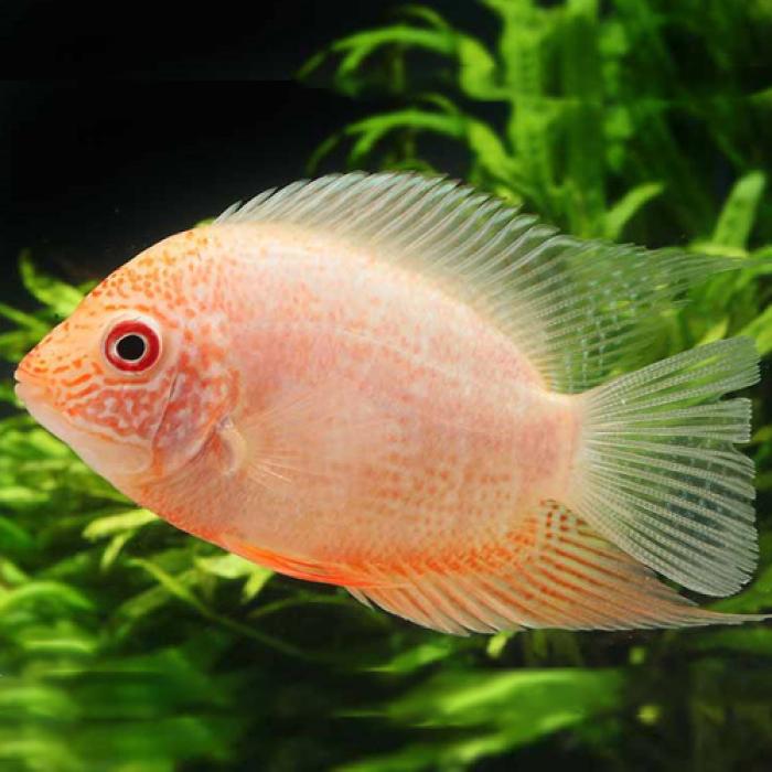 レッドスポットゴールデンセベラム（ＥＵブリード）