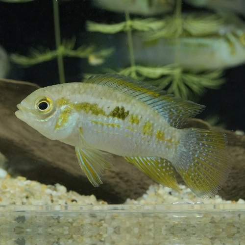 レタカラ　アラグアイエンシス（アラグアイア）