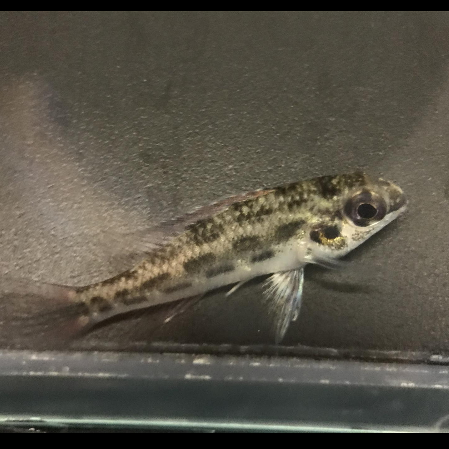 ディクロスス・ワルゼリー（タパジョス）※雌雄指定不可