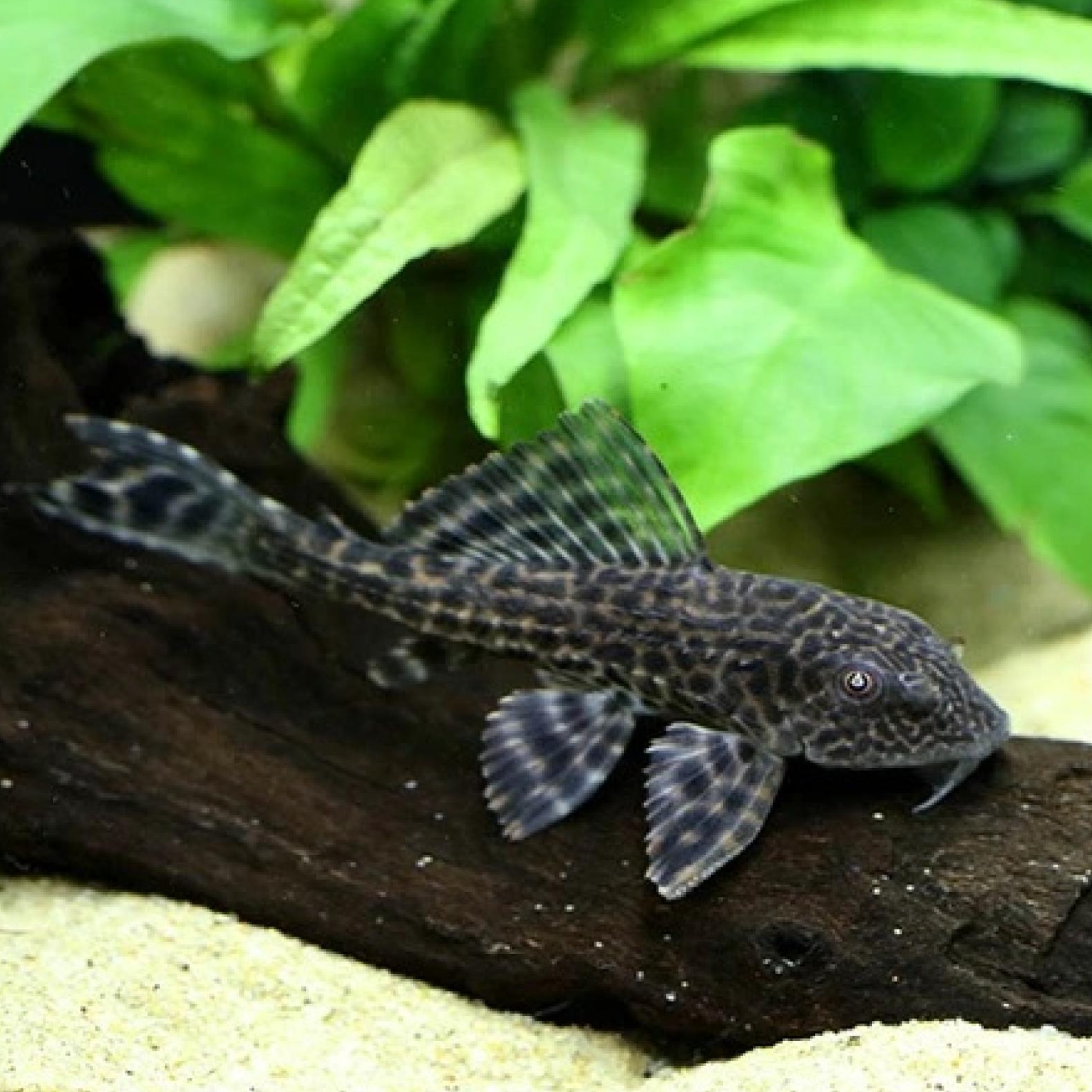 トリニダートプレコ（ブリード）（L)