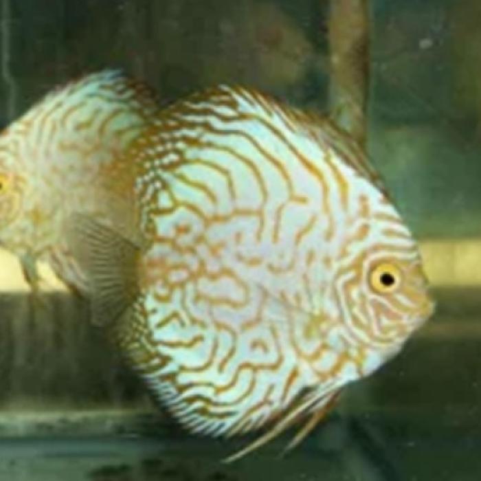 ピジョンイエローディスカス（Ｌ）