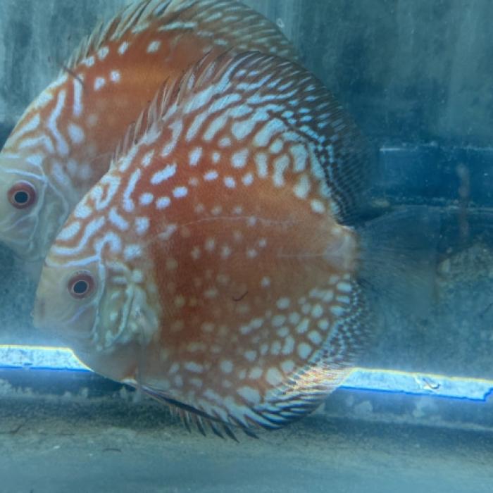 ピジョンパンダディスカス（Ｌ）