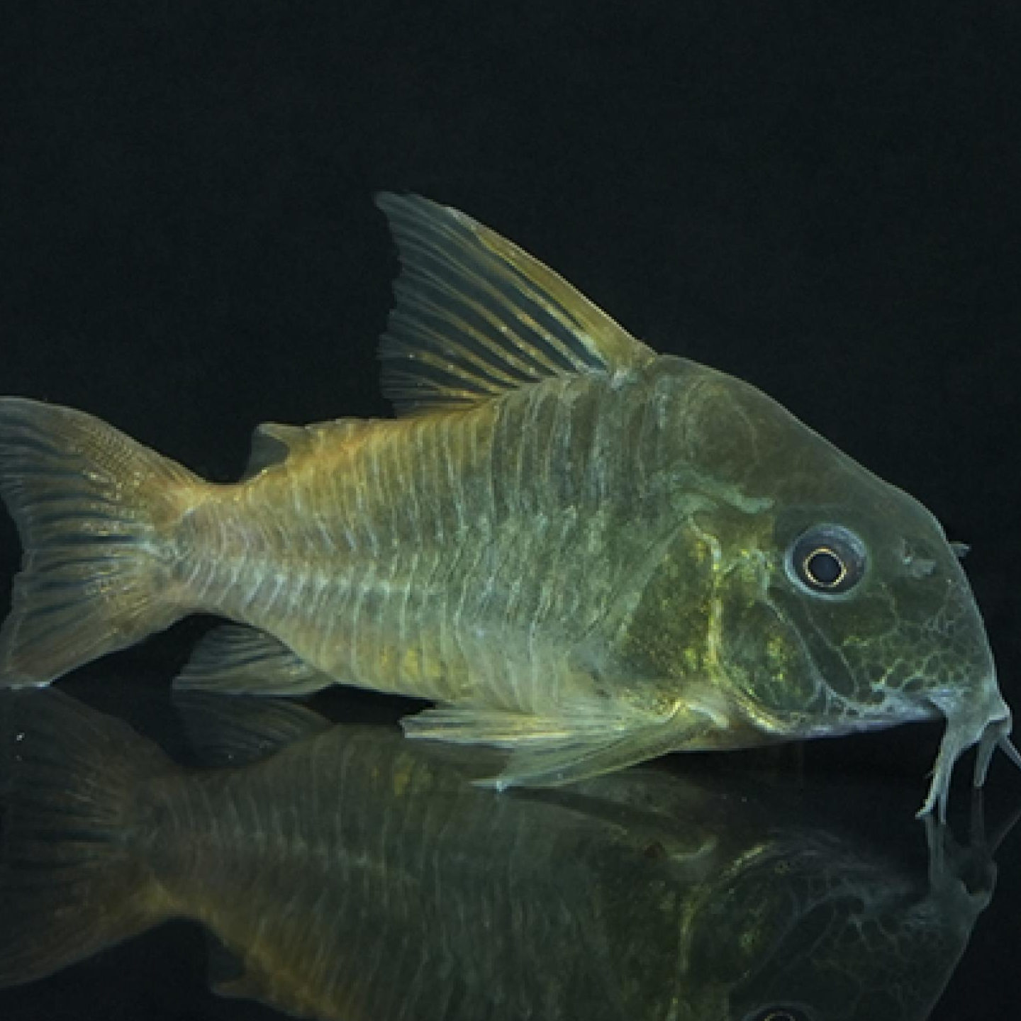 Ｃｏ，コンコロール（コロンビア）（Ｌ）