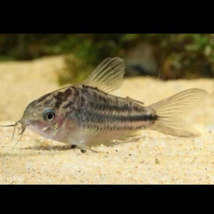 Ｃｏナポエンシス（ＥＵブリード)