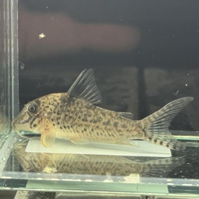 Ｃｏ，ロングノーズキンチャン（ロンドニア）