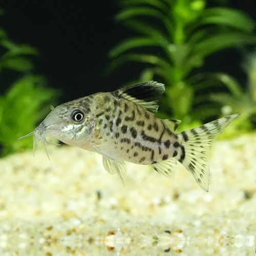 Ｃｏ，アガシジ（ペルー）