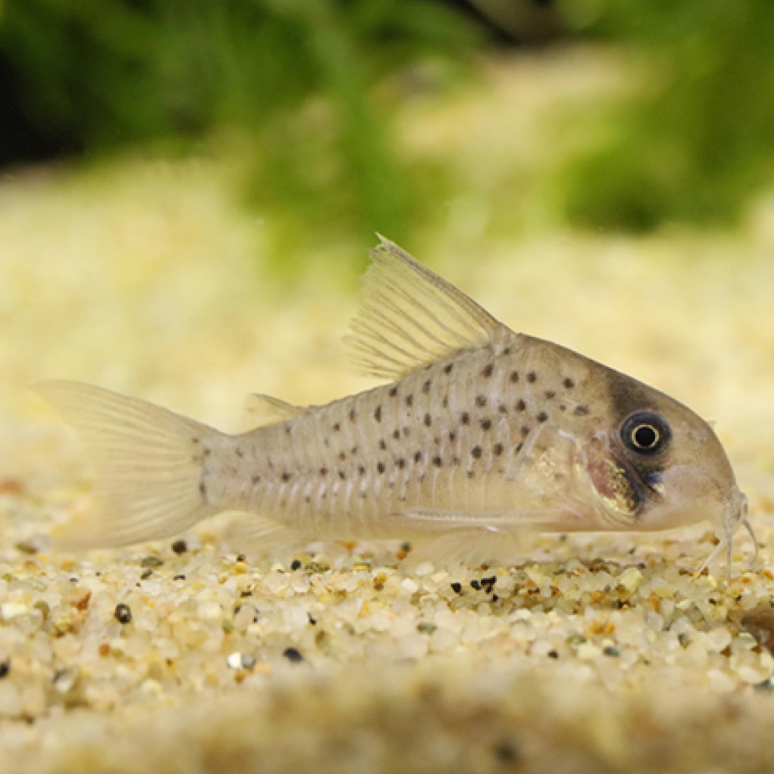 Ｃｏアトロペルソナータス（ペルー）