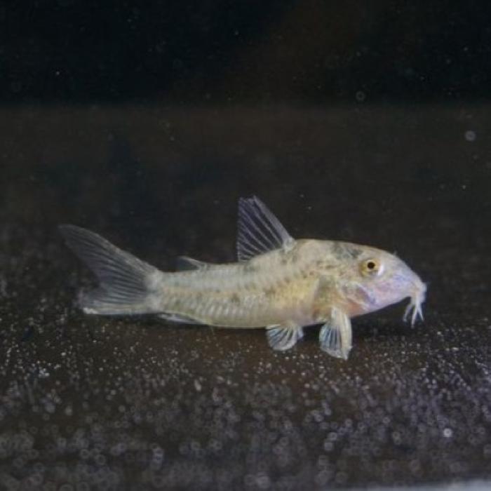 Ｃｏ，ｓｐ．アチニンガ