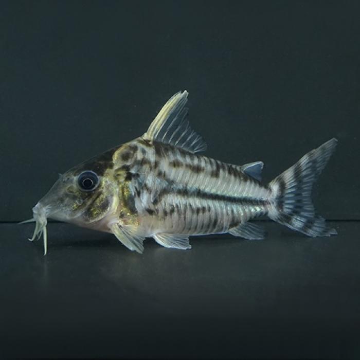 Ｃｏスーパープルケール（ラブレア）