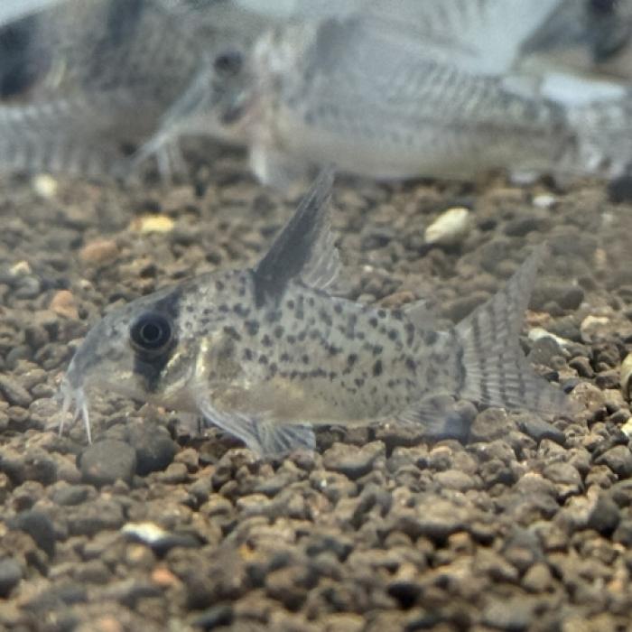 Ｃｏ，ｓｐ．（トロンベタス）