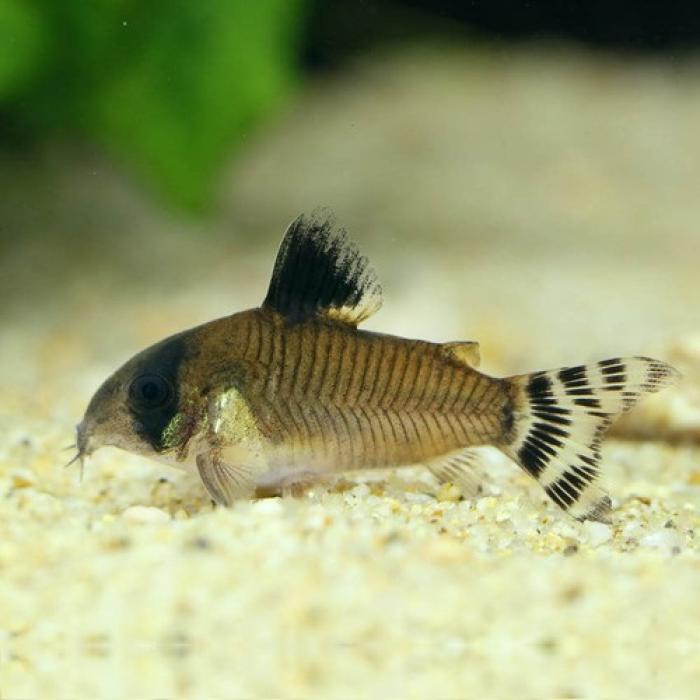 Ｃｏ，オイヤポッキエンシス（ブリード）（Ｌ）