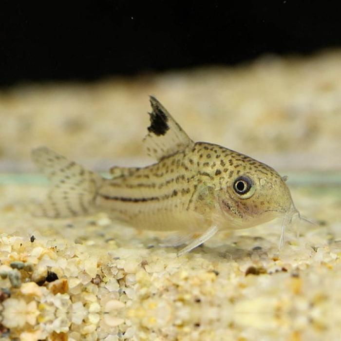 Ｃｏ，ジュリー（ペルー）