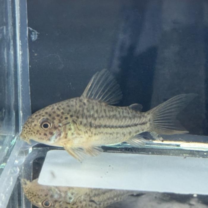 Ｃｏ，ボエルケイ（ワイルド）（中国便）