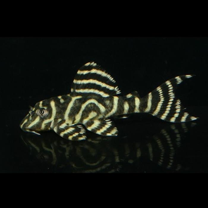 ゴールデンキングロイヤルペコルティア（中国ブリード）（Ｍ）