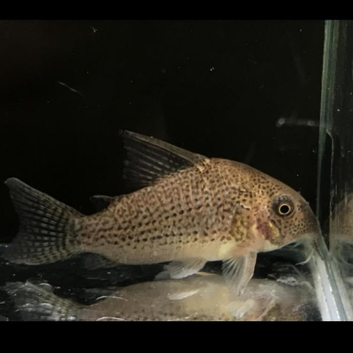 Ｃｏ，ＳＰジュリア（ワイルド）（中国）