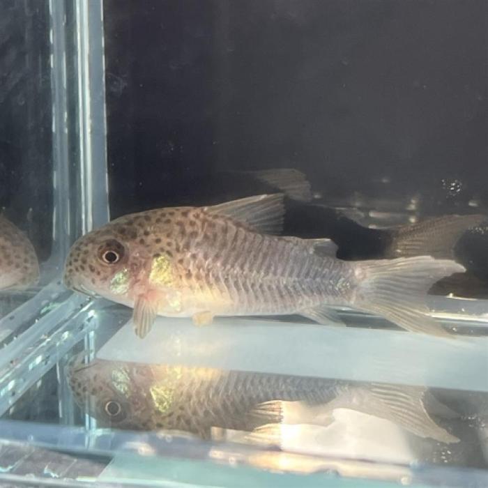 Ｃｏ，シミリスⅢ？（ブリード）