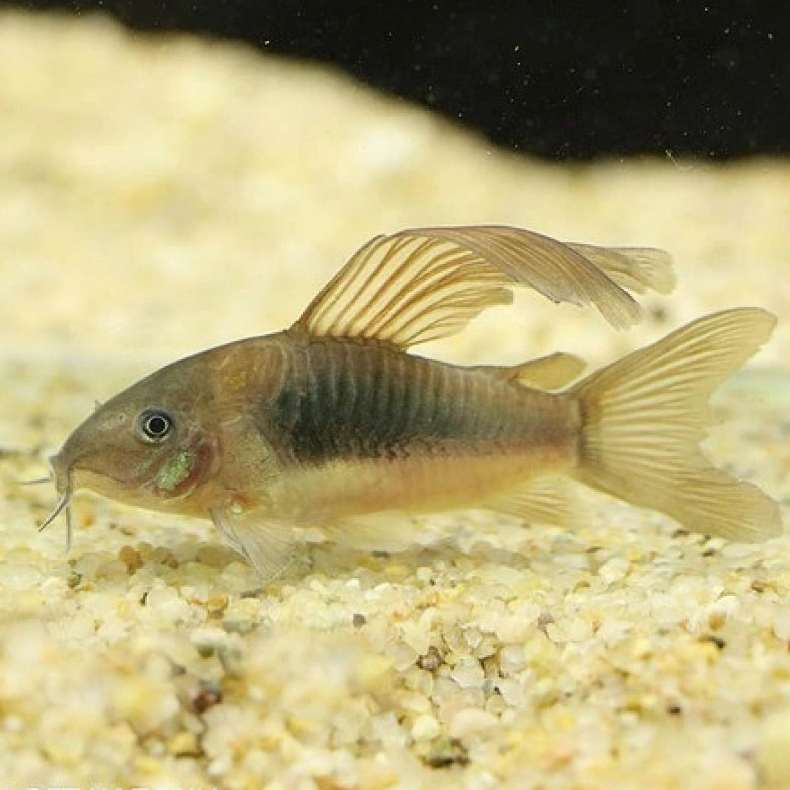 Ｃｏ，ロングフィンアルビノアエネウス