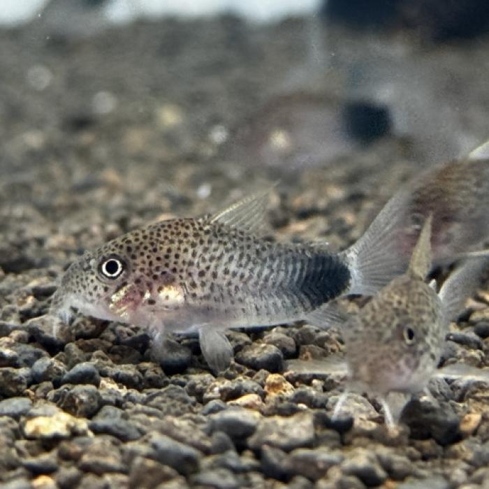 Ｃｏ，シミリスⅡ（ブリード）