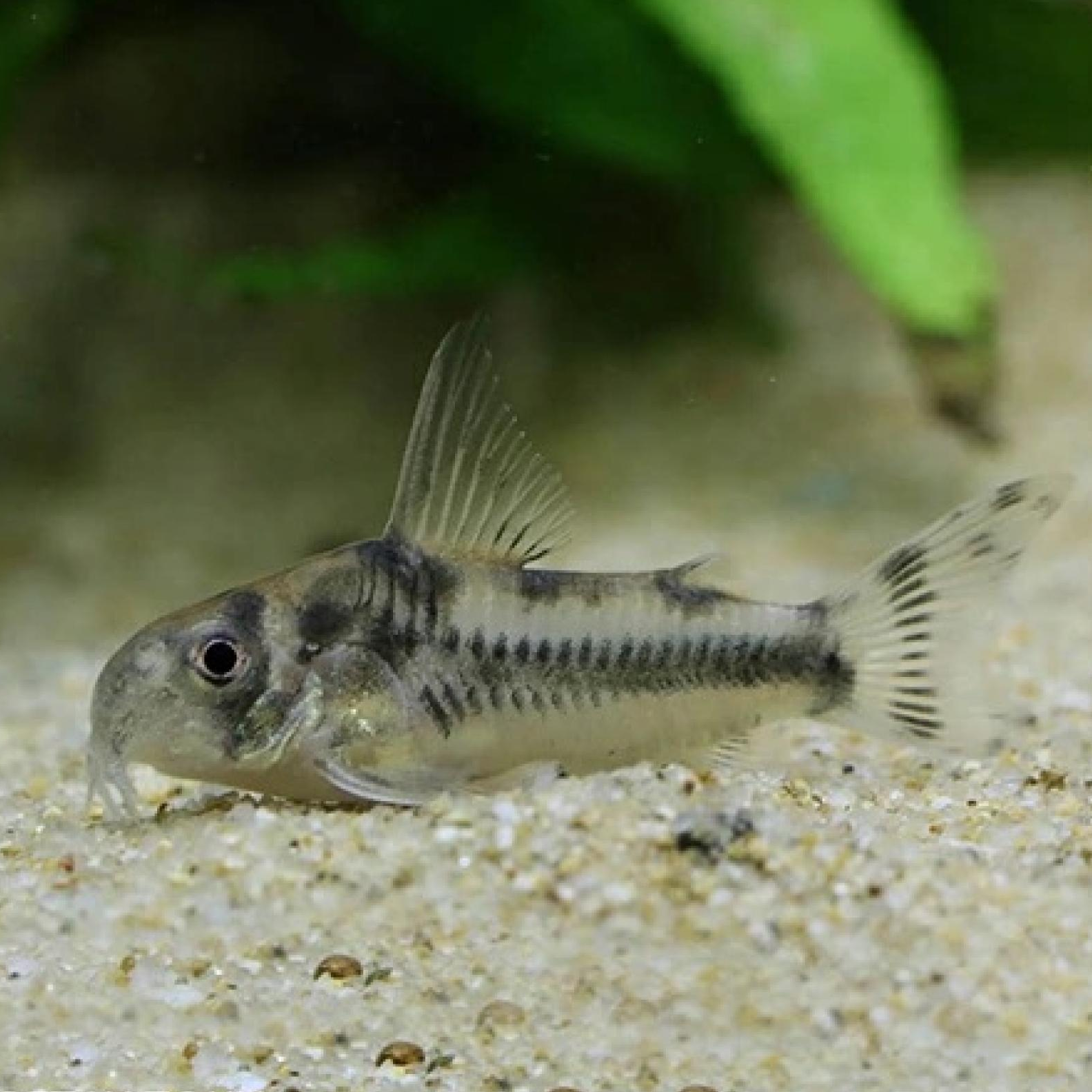 Ｃｏ，ボエセマニー（ブリード）