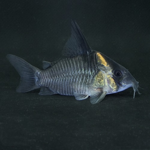 Ｃｏ，レセックス（Ｌ）