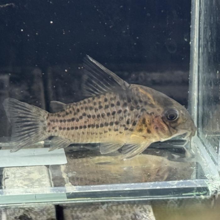 Ｃｏ，スリーラインパラレウス（タパジョス）