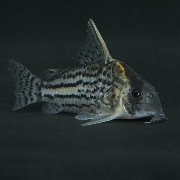 Ｃｏ，ウルトラシュワルツィ