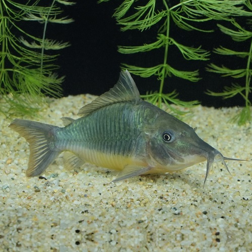 ロングノーズブロキス（ペルー）（Ｌ）