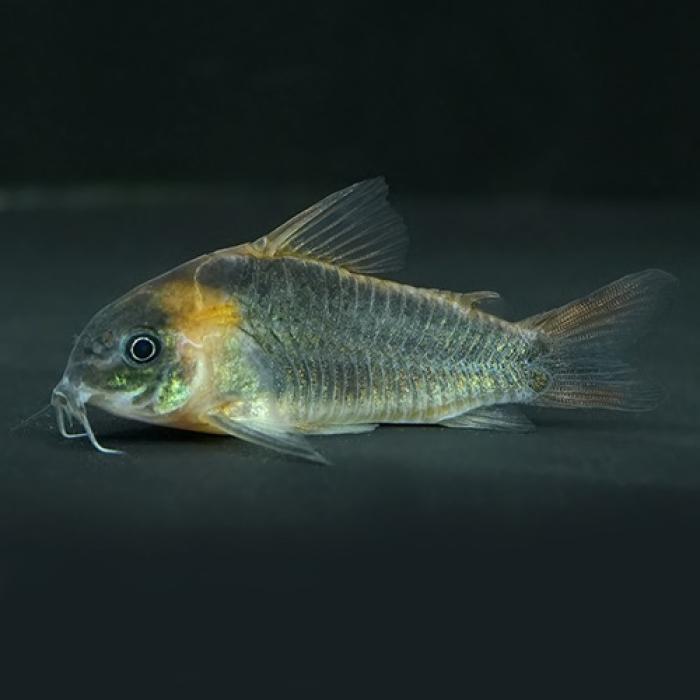 Ｃｏ，スーパーエクエス（ブリード）