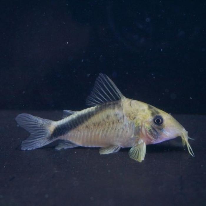 Ｃｏ，メガメタエ(コロンビア)