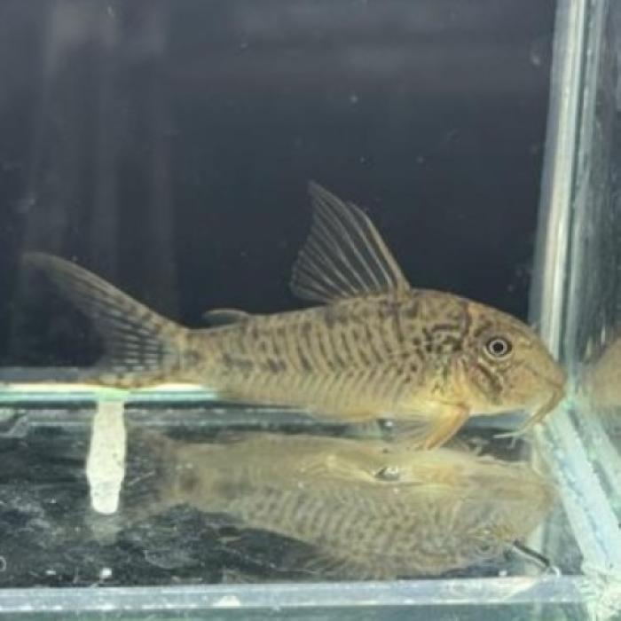 Ｃｏ，フマッサ（ブリード）