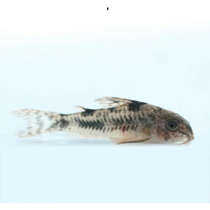 Ｃｏ，カルラエ（ブリード）