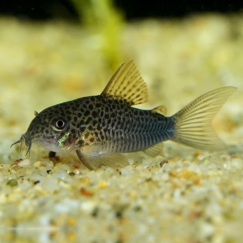 Ｃｏ，シミリス（ブリード）※1月限定特価