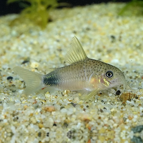 Ｃｏ，シミリスⅣ（ロンドニア）